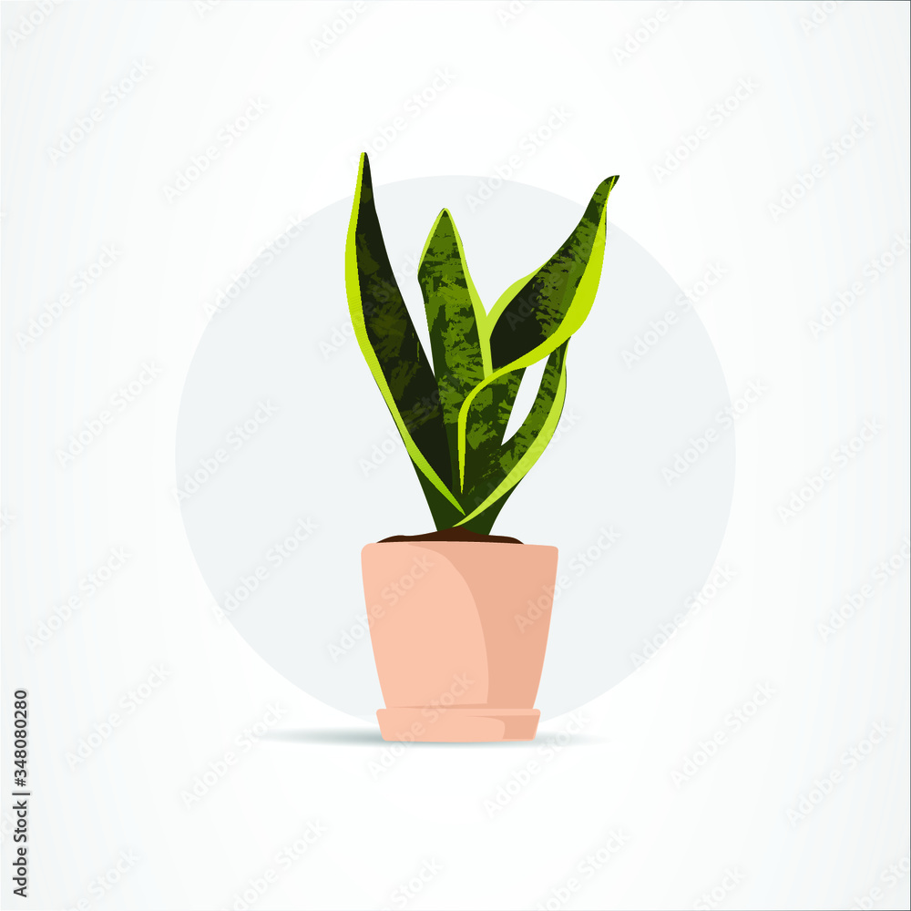 green plant in pot green plant in pot