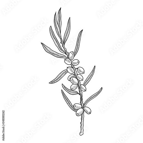 vector drawing sea buckthorn