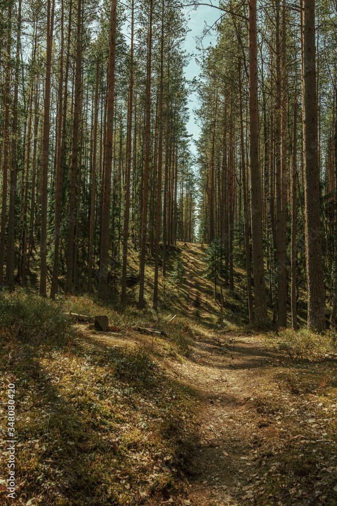 Sunny path in natural coniferous forest with pine trees in late spring in the north of Russia. Sunny path in natural coniferous forest with pine trees in late spring in the north of Russia.