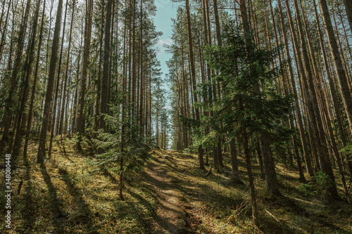 Pine forest on a sunny day of late spring in Russian north. 