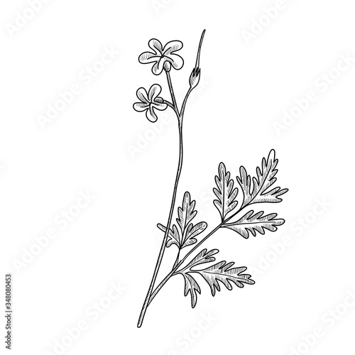 vector drawing Robert geranium
