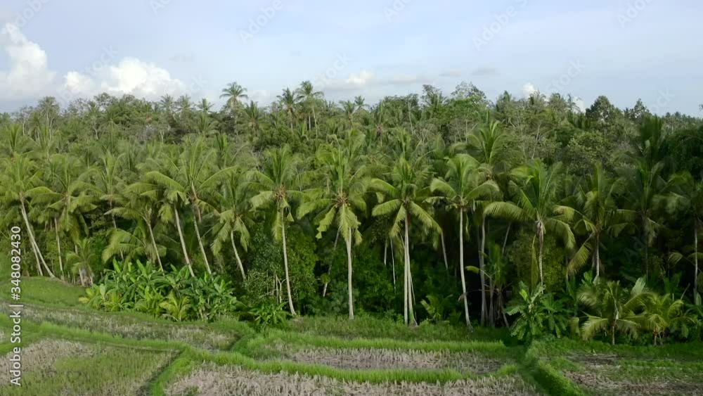 View from above, beautiful aerial view of the rice terrace fields and tropical forest in Ubud location, Bali, Indonesia. Aerial shot. Palms and green grass of the fields. View from above, beautiful aerial view of the rice terrace fields and tropical forest in Ubud location, Bali, Indonesia. Aerial shot. Palms and green grass of the fields.