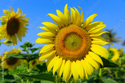 Sunflower natural background. Sunflower blooming. Close-up of sunflower. © อัจฉริยะ อนุสนธิ์