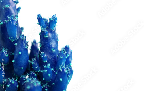 Pop art style close up of vivid blue mini cactus with turquoise spines isolated on white background 