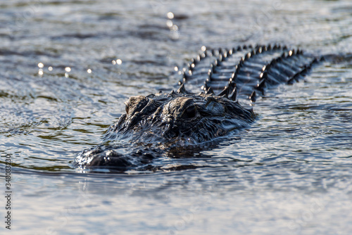 Alligator floating on the water in Everglades National Park, Florida Wetland, USA