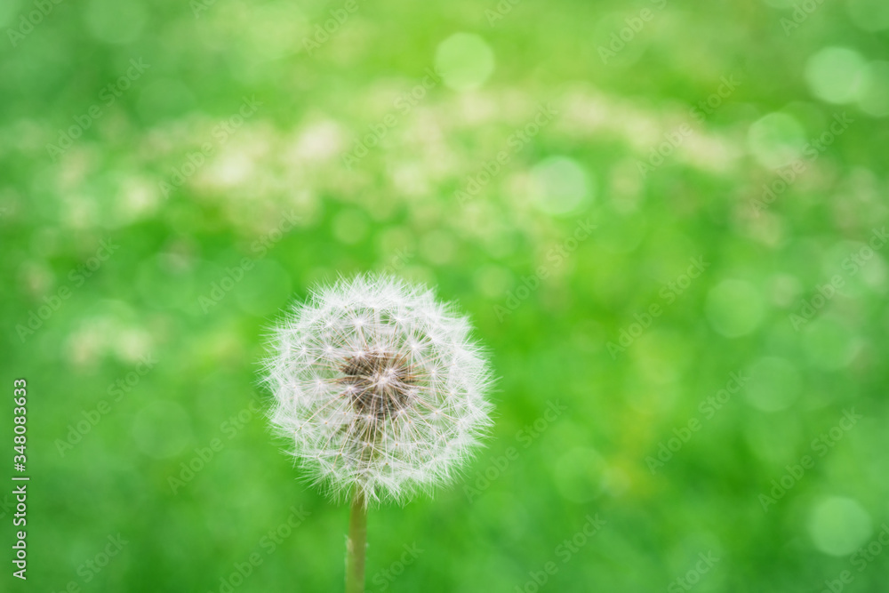 Dandelion flower with white umbrellas on his head close-up on a blurred background Dandelion flower with white umbrellas on his head close-up on a blurred background