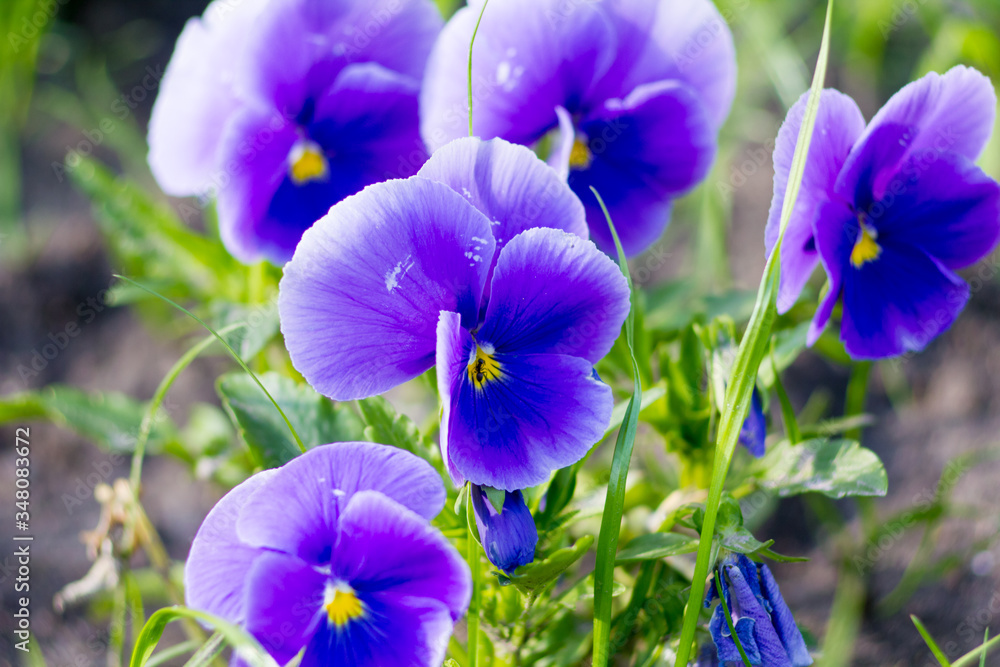 Violet tricolor in the garden. Blue color.