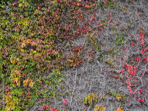 Billede på lærred Dry Creepers On Wall During Autumn