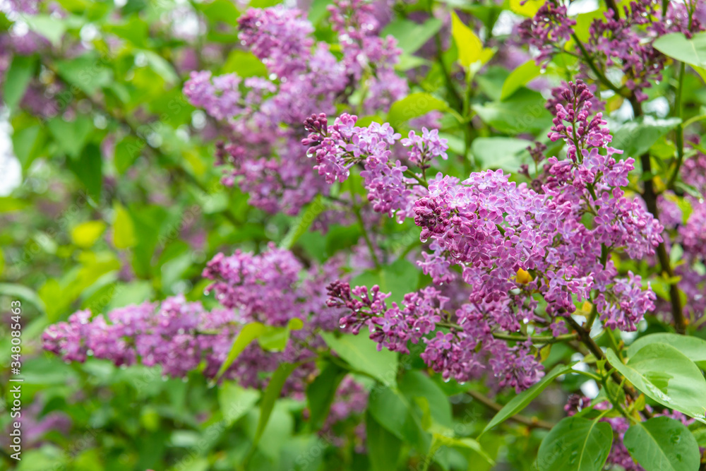 Beautiful sprigs of blooming lilac with water droplets after rain Beautiful sprigs of blooming lilac with water droplets after rain
