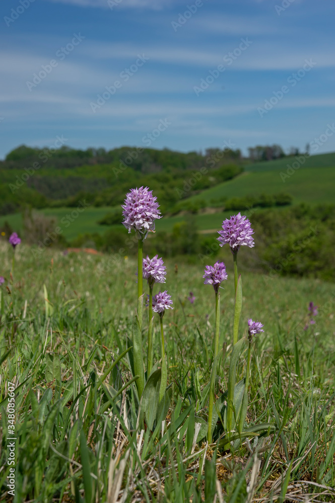 Neotinea tridentata, the three-toothed orchid, Strabisov-Oulehla Nature Reserve, Czech Republic Neotinea tridentata, the three-toothed orchid, Strabisov-Oulehla Nature Reserve, Czech Republic