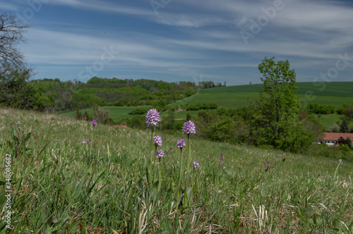 Neotinea tridentata, the three-toothed orchid, Strabisov-Oulehla Nature Reserve, Czech Republic photo