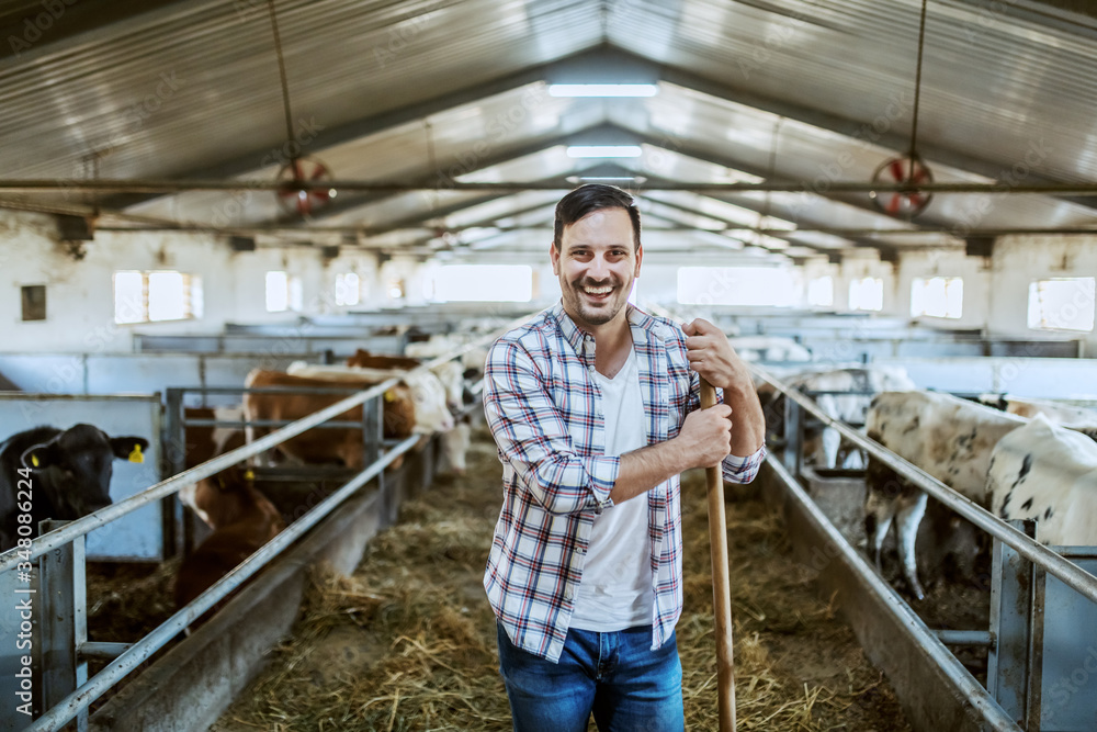 Handsome Caucasian smiling farmer in plaid shirt and jeans standing in stable and leaning on hay fork. All around are calves and cows.