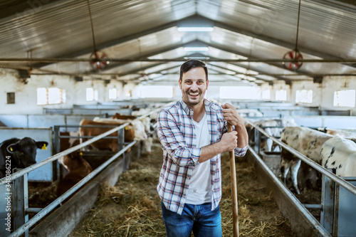 Handsome Caucasian smiling farmer in plaid shirt and jeans standing in stable and leaning on hay fork. All around are calves and cows.