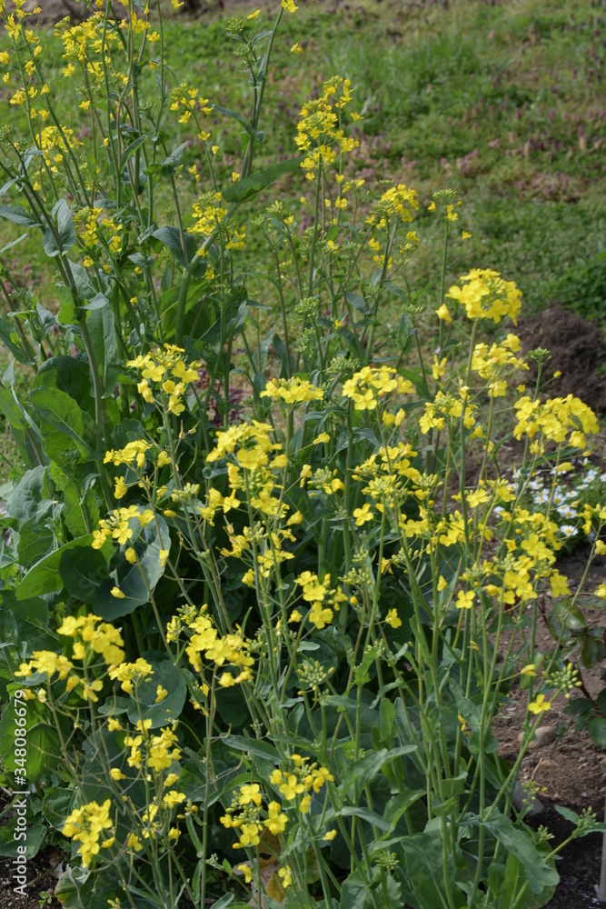 Obraz premium 菜の花