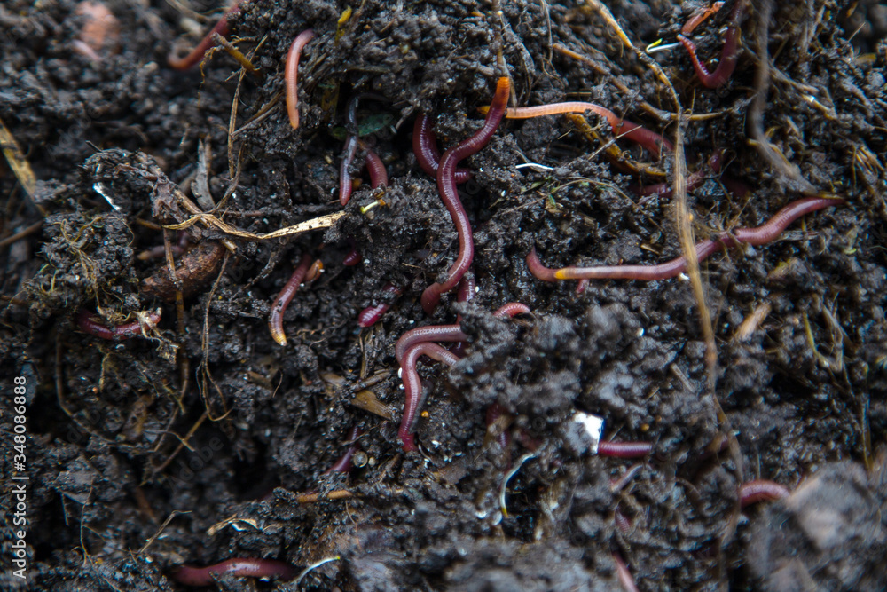 red earthworms in the ground and compost red earthworms in the ground and compost