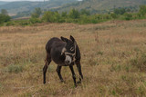 Cute donkey  on grass on farm at summer day.