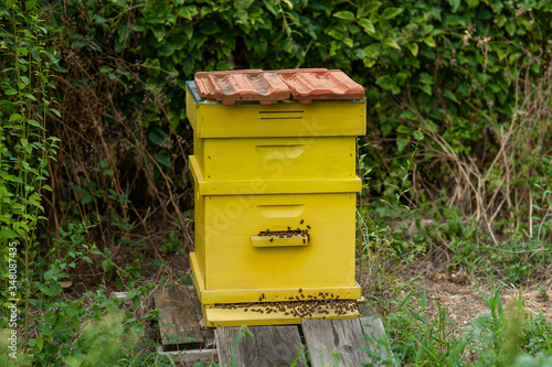 Honey bees swarming around their yellow beehive