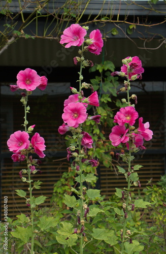 Photography Blooming hollyhock in Nelson,Tasman Region on South Island of New Zealand