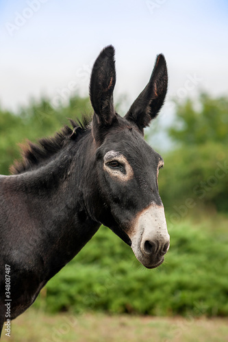 grey donkey on green background, big ears, nature photography, animal photo, green background © dinastiya