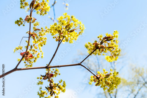 spring in city - bunches of flowers of ash-leaved maple tree close up with blue sky on background on sunny day (focus on bunch of flowers on foreground)