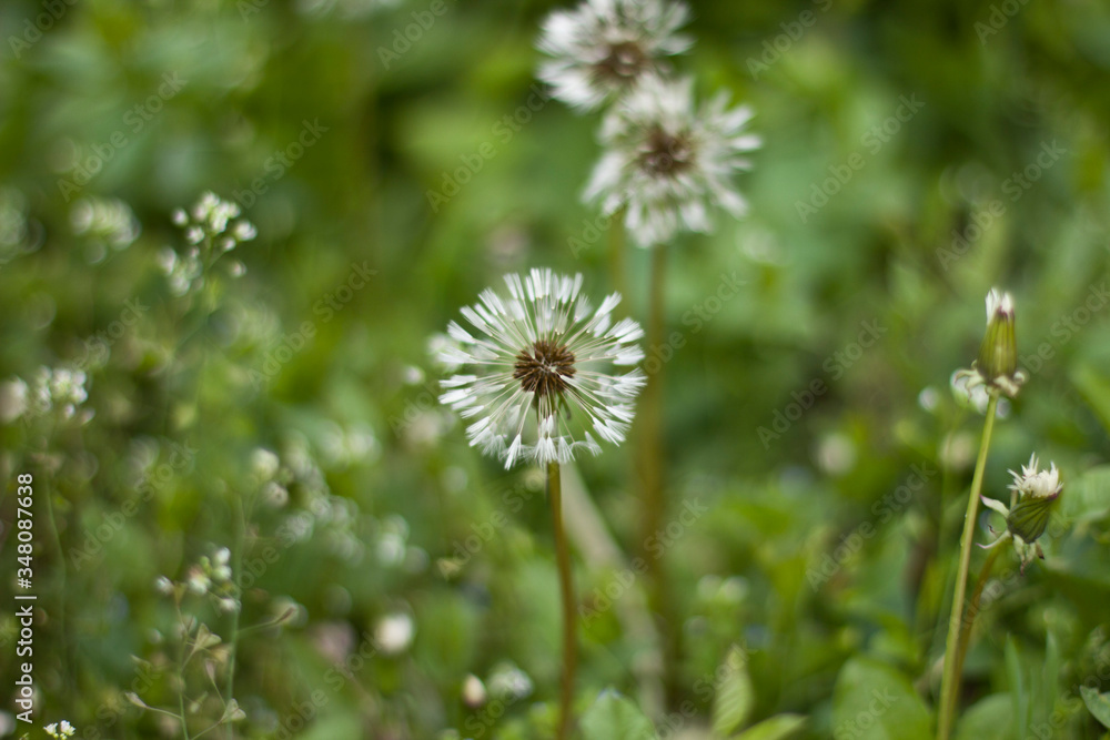 dandelions in the grass dandelions in the grass