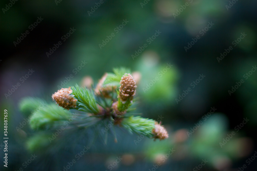 close up of pine cones close up of pine cones