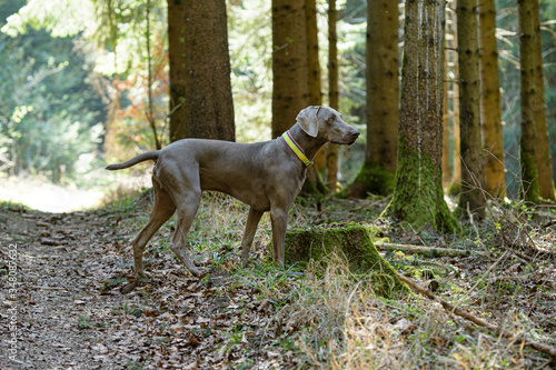 Weimaraner Jagdhund im Wald