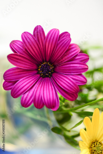 beautiful big isolated pink flower with lot of small petals