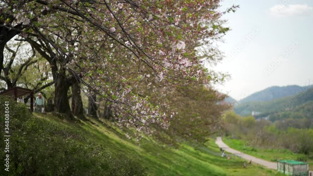 Sakura Blossoms Swaying In The Wind At The Sewaritei Dam - A Famous Spot For Sakura Blossom Viewing In Kyoto, Japan. - slow mo Sakura Blossoms Swaying In The Wind At The Sewaritei Dam - A Famous Spot For Sakura Blossom Viewing In Kyoto, Japan. - slow mo
