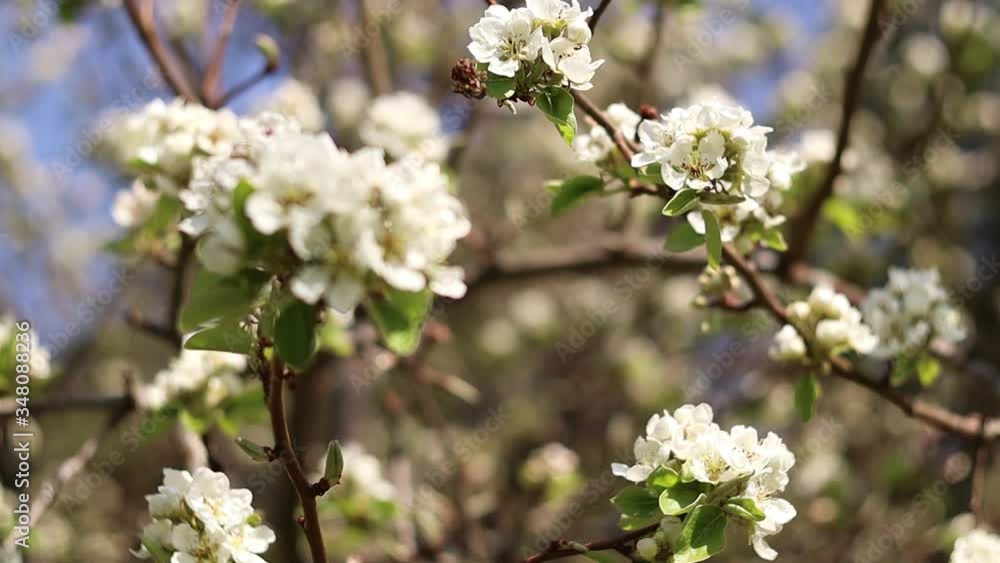 Blooming Pear Tree Branch Swaying in the Wind Background. White Pear Flower Bloom in Spring in Latvia. Close Up Bokeh Blooming Pear Tree Branch Swaying in the Wind Background. White Pear Flower Bloom in Spring in Latvia. Close Up Bokeh