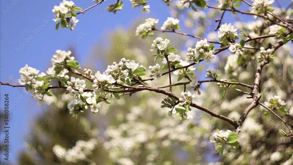 Blooming Pear Tree Branch Swaying in the Wind. White Pear Flower Bloom in Spring in Latvia. Close Up Bokeh Blooming Pear Tree Branch Swaying in the Wind. White Pear Flower Bloom in Spring in Latvia. Close Up Bokeh