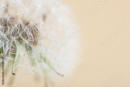 Beautiful dandelion on light background, closeup