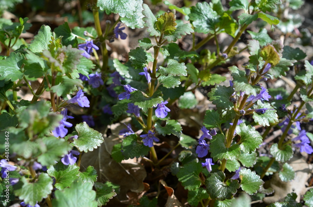 Bluszczyk kurdybanek, kwitnąca roślina wczesną wiosną, Glechoma hederacea
