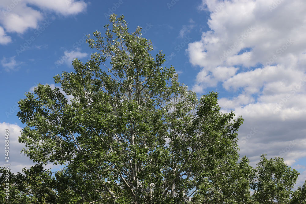 Poplar near the house.May 2020. Poplar near the house.May 2020.