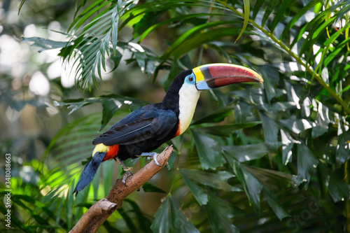 Pretty toucan on the branch