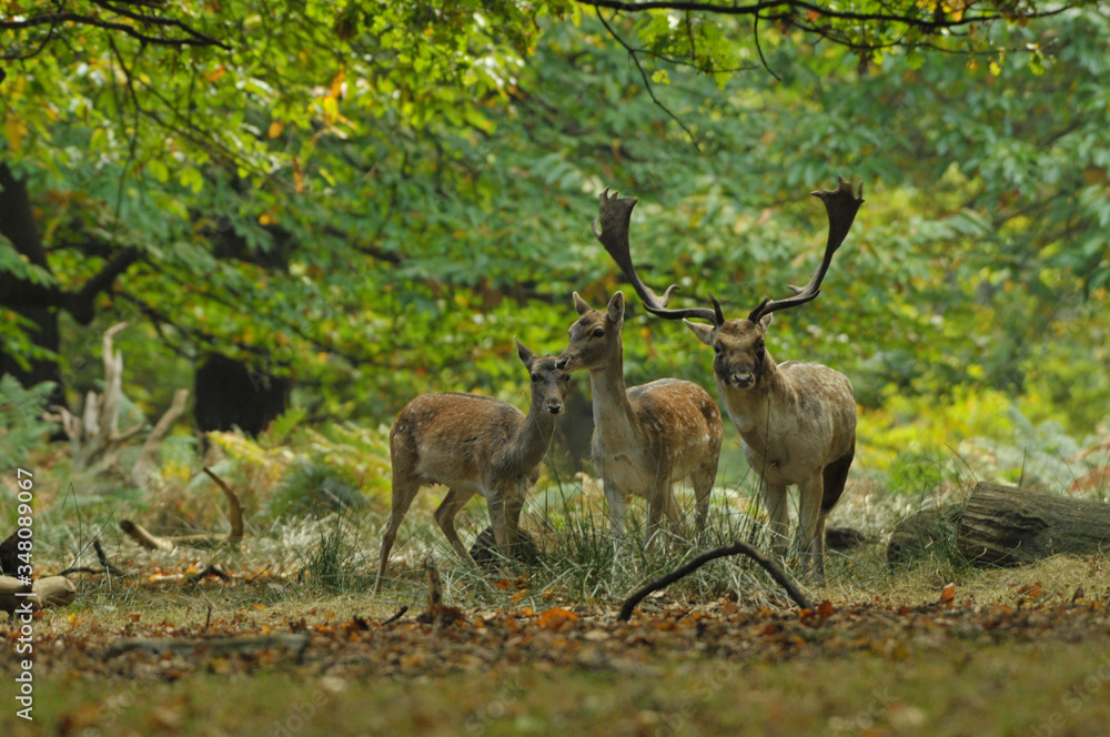 Fallow deer dama dama in autumn colours Fallow deer dama dama in autumn colours