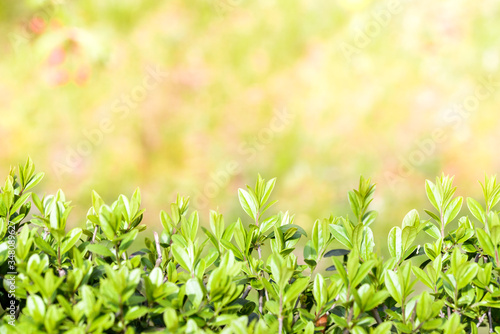 Spring or summer abstract season nature background with grass, bokeh lights. shrub border.green shrub and pink glare background.