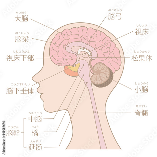 人間の体_脳_文字あり