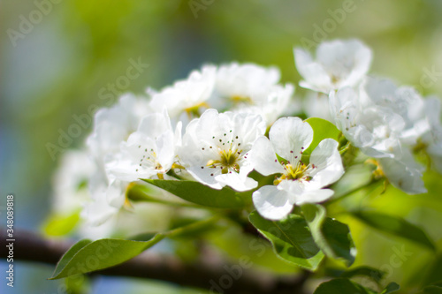 pear tree blossom