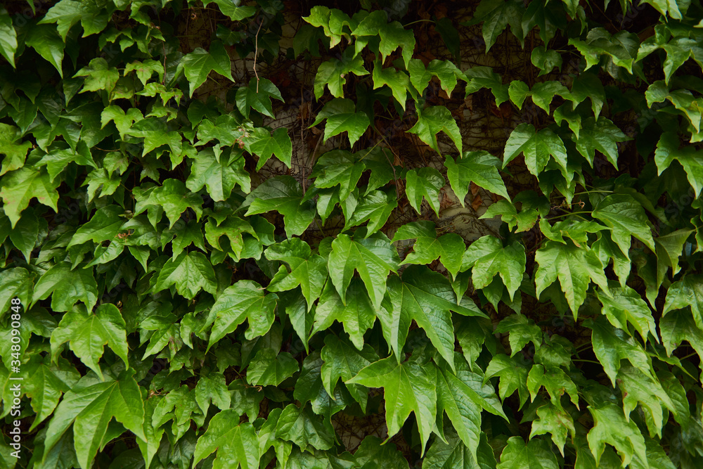 green ivy on wall green ivy on wall