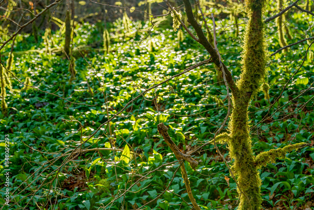 natural forest scenery at early spring time natural forest scenery at early spring time