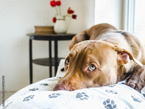 Lovable, pretty puppy of chocolate color. Close-up, indoor. Day light. Concept of care, education, obedience training, raising pets