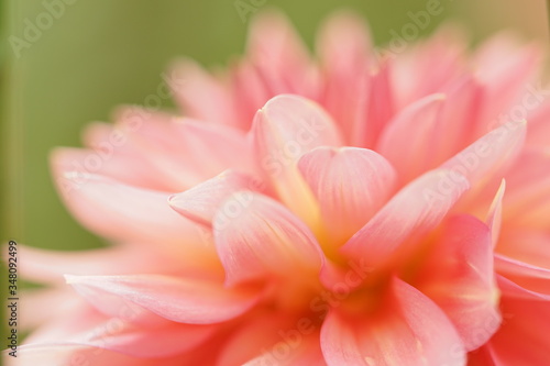 コーラルピンク色のダリア1 © Garden3