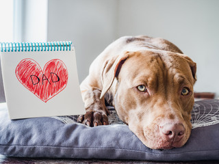 Adorable, charming puppy of chocolate color, notebook with a painted heart and the inscription DAD. Close-up, side view. Indoors. Congratulations for family, relatives, friends and colleagues