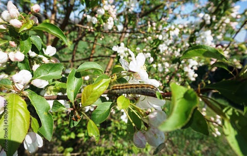 caterpillar on a flowering branch of an apple tree.......