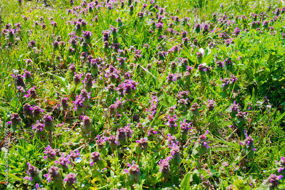 Spring field with colorful flowers. Spring field with colorful flowers.