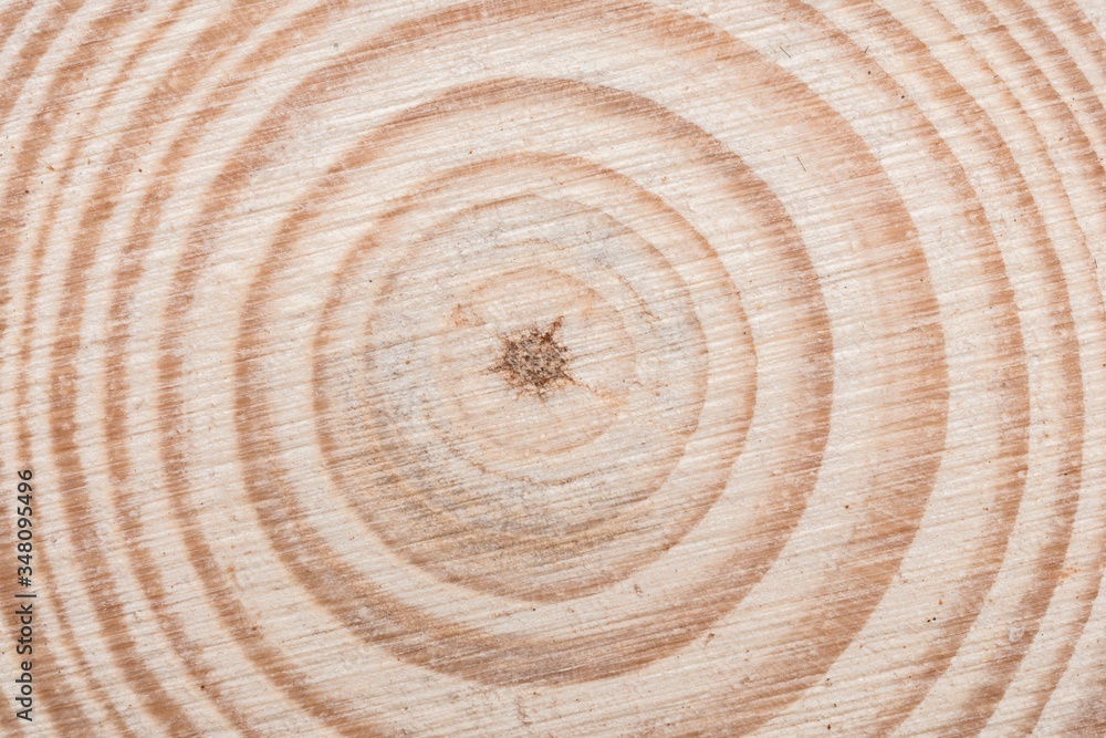 Fototapeta premium Wooden tree cut surface with organic tree rings