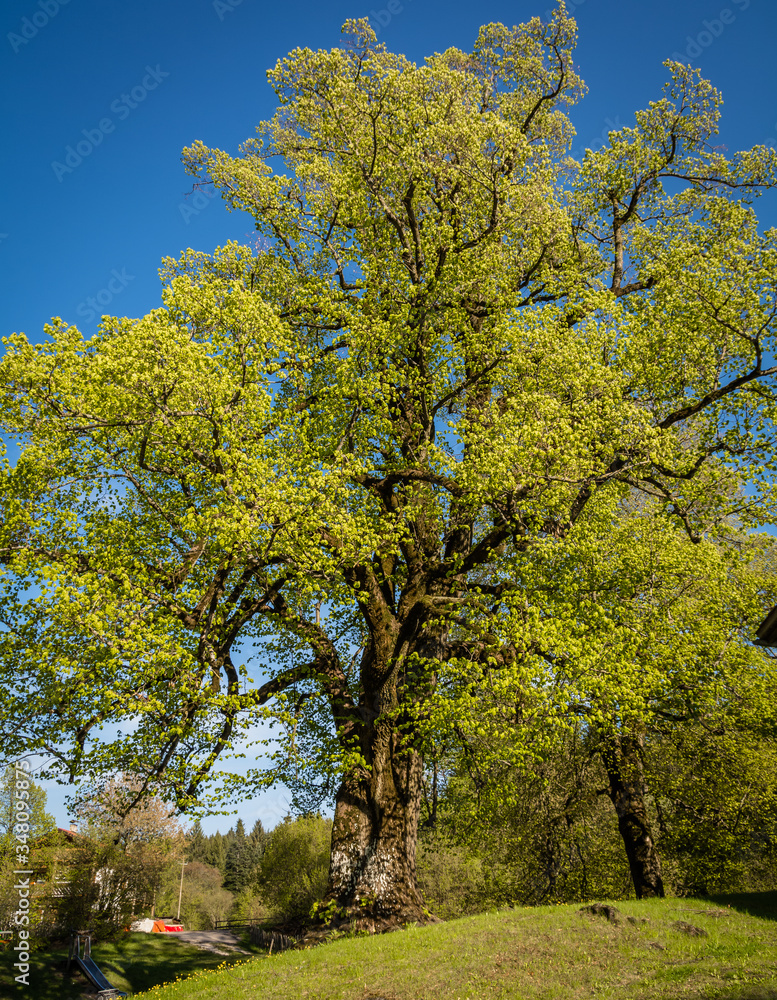 Fototapeta premium Large-leaved lime 'Tiglio di Favogna' at Favogna di Sotto, Magrè sulla Strada del Vino, Trentino-Alto Adige, Italy. tilia platyphyllos. Lime tree with green spring leaves