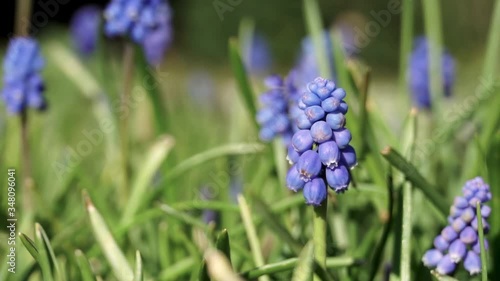 Bee collecting pollen from purple common grape hyacinth flower, Muscari botryoides