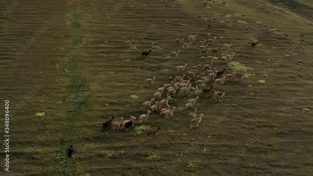 Lamas in the middle of the Peruvian Andes Lamas in the middle of the Peruvian Andes